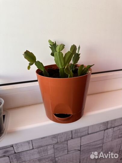 Декабрист 4 цвета В одном горшке Толстянка