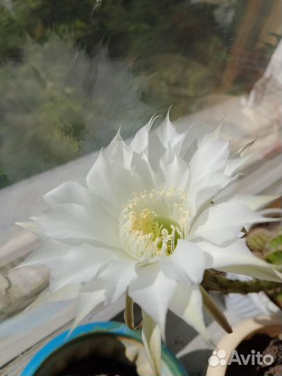 Кактус Царица ночи Echinopsis eyriesii эхинопсисэр