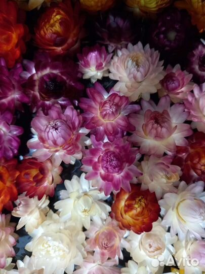 Гелихризум (Бессмертник). Сухоцвет