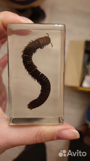 Насекомые и их знакомые