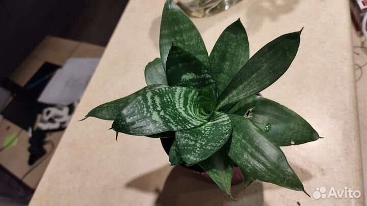 Сансевьерия