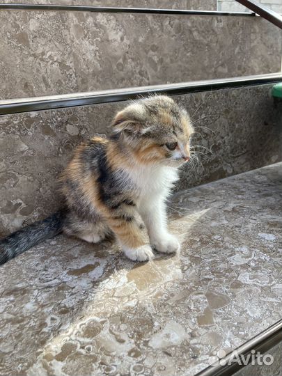 Вислоухие котята