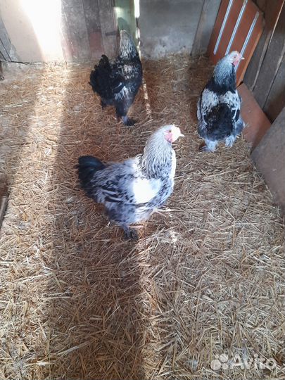 Молодые петушки