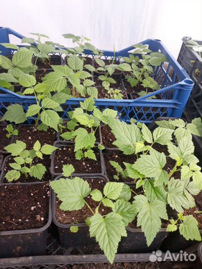 Саженцы малины маравилла