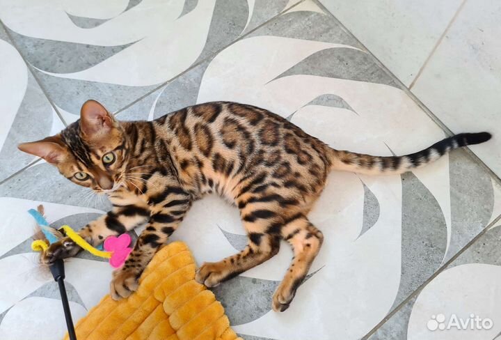 Бенгальский котенок