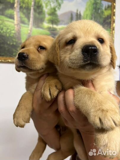 Щенки лабрадора