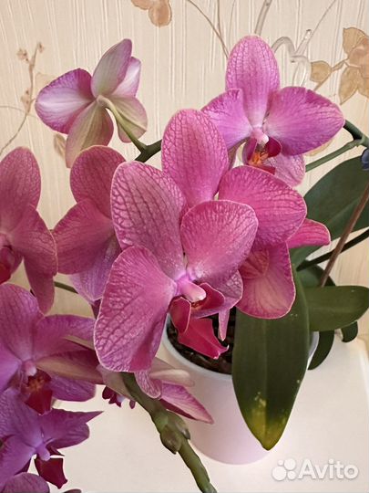 Орхидея