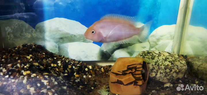 Аквариум рыбками