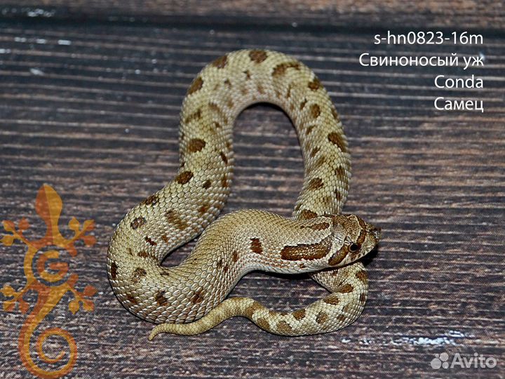 Змея Свиноносый уж (Heterodon Nasicus)