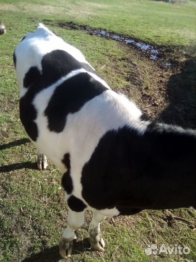 Продам тёлку