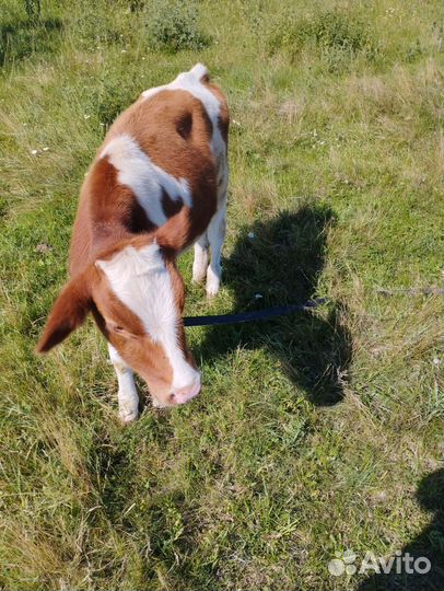 Коровы и телки