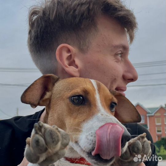 Случка собак