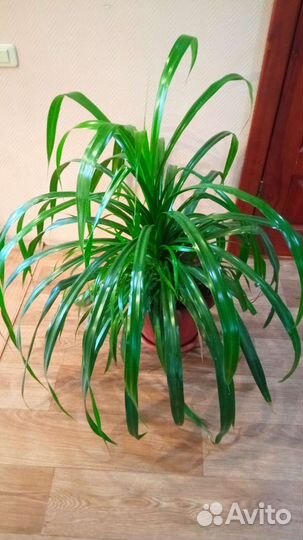 Большие комнатные цветы