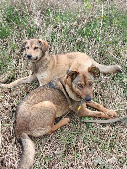 Мама с щенком