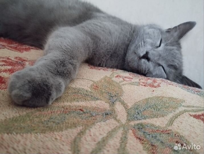 Кот в добрые руки