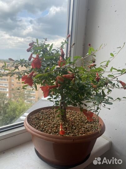 Гранат Nana комнатный