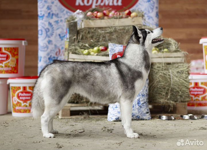 Грумер - стрижка животных