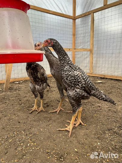 Бойцовые петухи