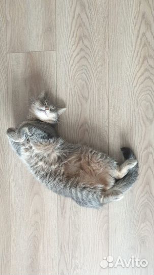 Домашняя передержка кошек