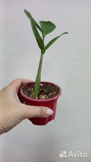 Замиокулькас