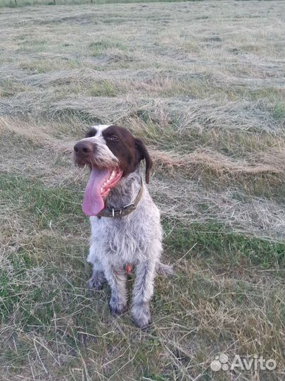 Курцхаар вязка(дратхаар)