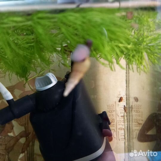 Улитки аквариумные