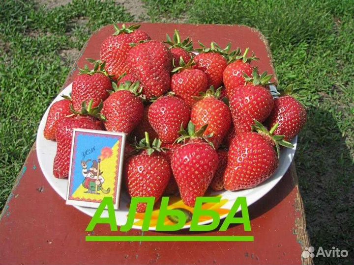 Рассада клубники, земляники