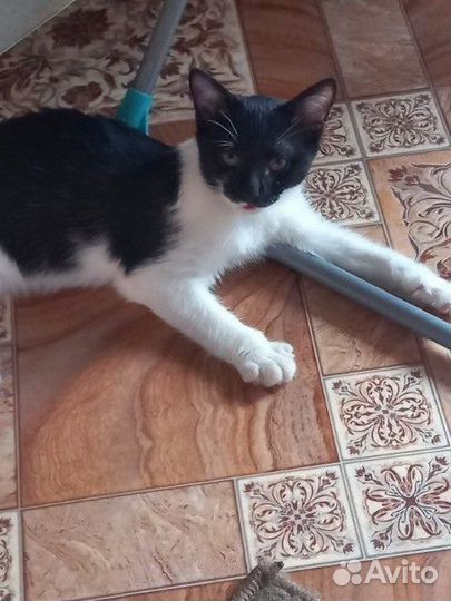 Отдам в добрые руки