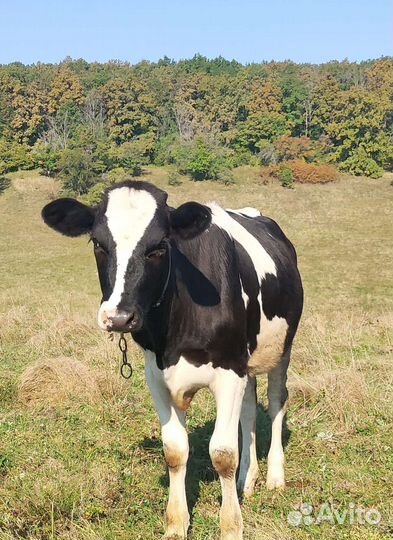 Тёлочка 10 месяцев