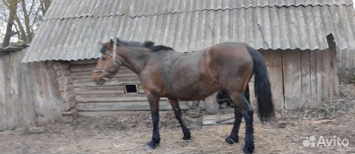 Продается кобыла