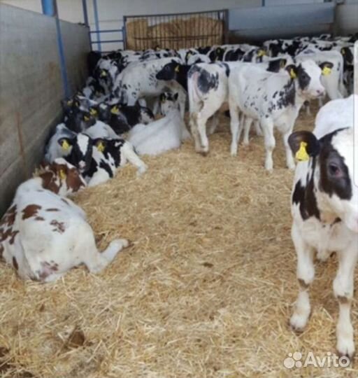 Телята бычки