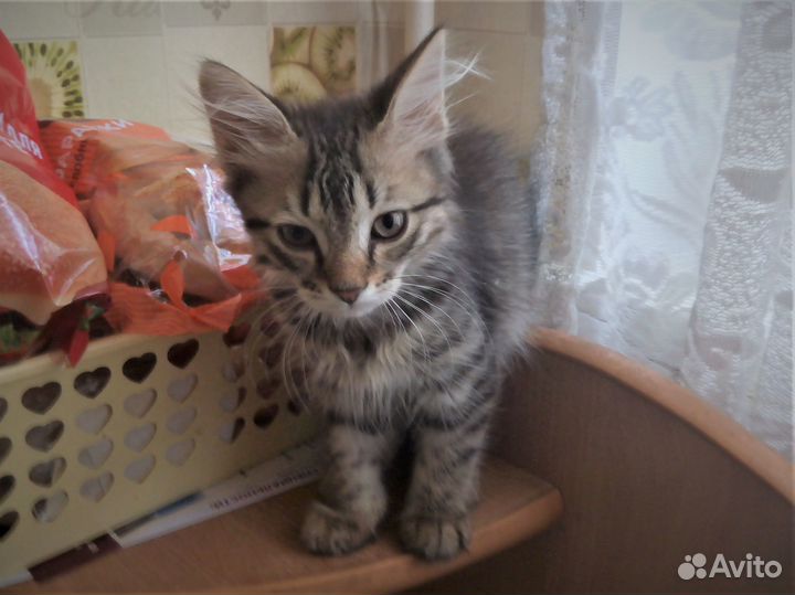 Котяши-крепыши