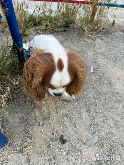 Кинг чарльз спаниель