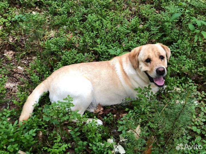 Красивый и милый мальчик ищет подружку для вязки