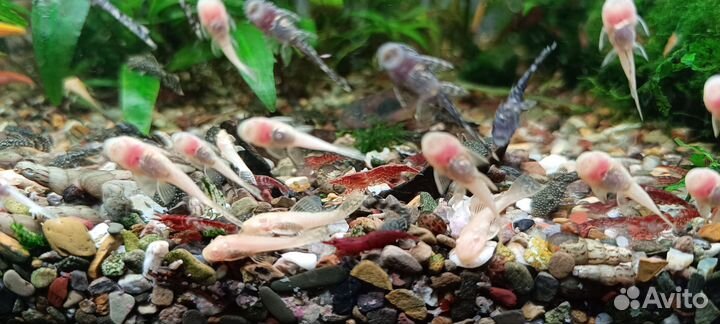 Аквариумные растения