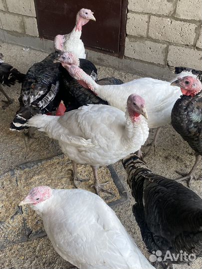 Индюки домашние