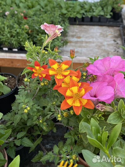 Цветы биденс, гвоздика,гелиотроп, алиссум, диасция