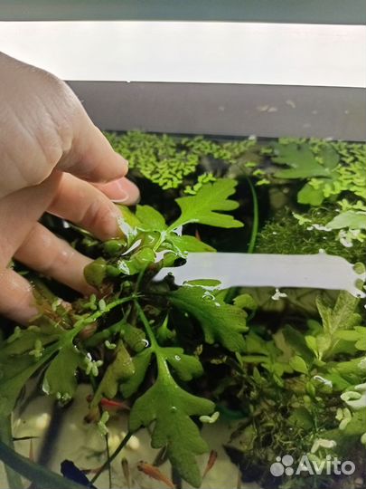 Тернеции гло, растения