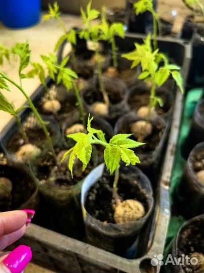 Орех черный саженцы