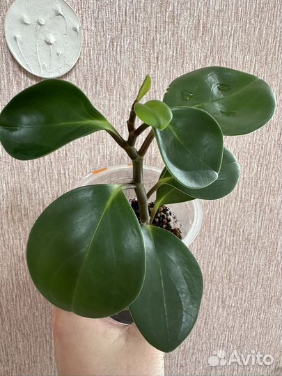 Пеперомия туполистная