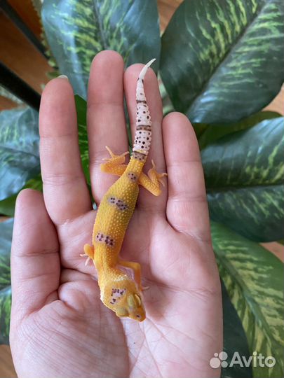 Геккон Эублефар