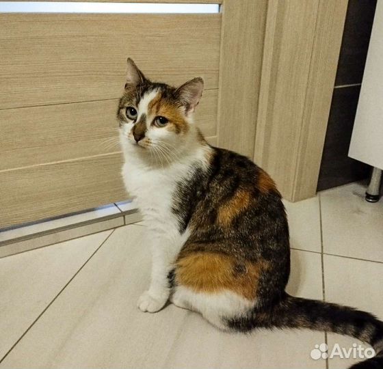 Тося ищет дом