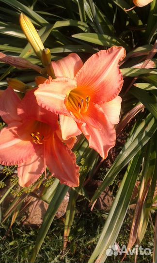 Продаю сортовые лилейники