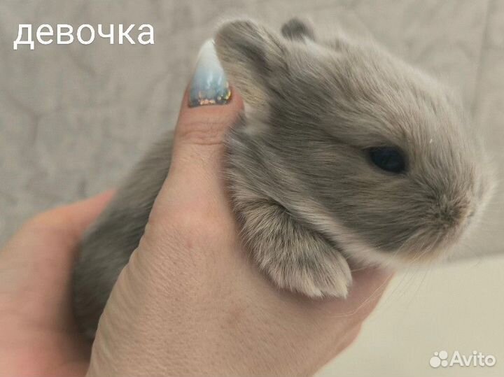 Карликовые крольчата
