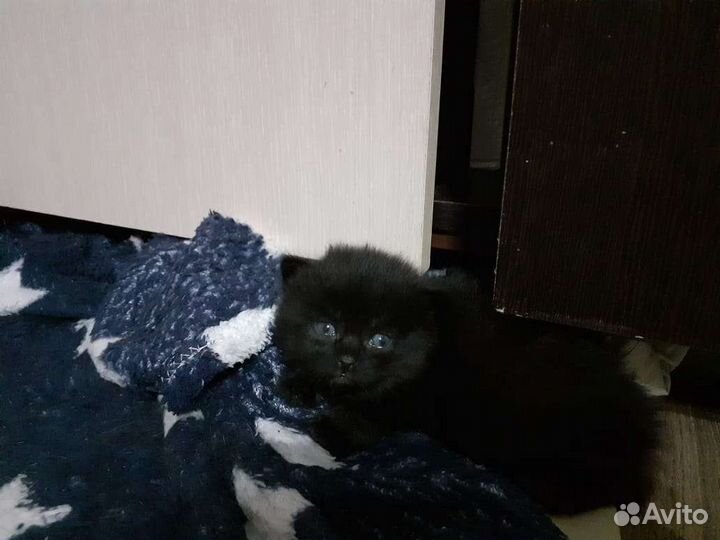 Британская кошка в дар