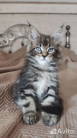 Котята мейн-кун