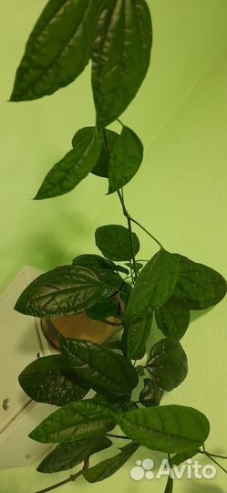 Клеродендрум Томпсон