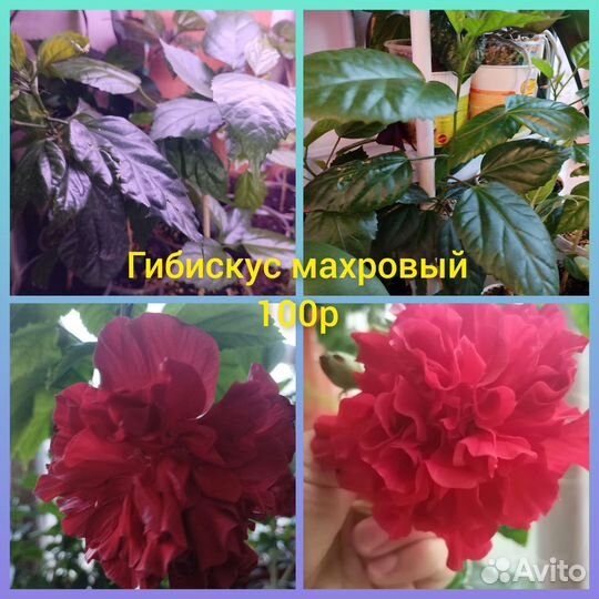 Гибискус китайская роза