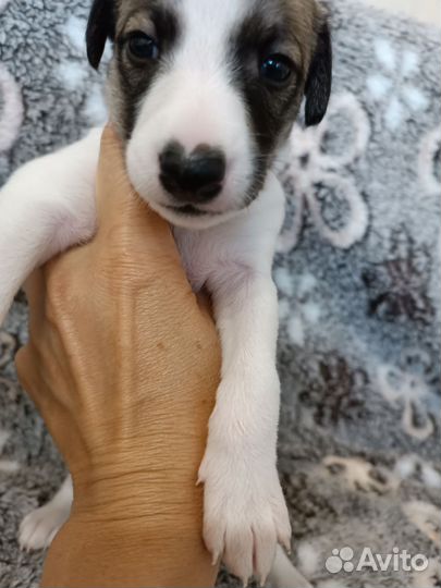 Щенки уиппета