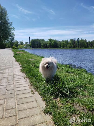 Шпиц вязка